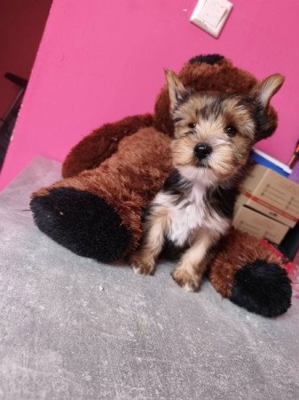 Yorkshire terrier