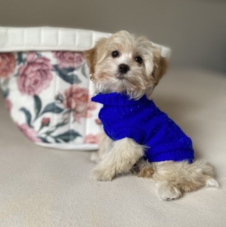 Maltipoo