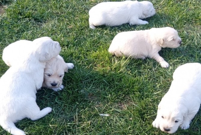 Golden Retriever