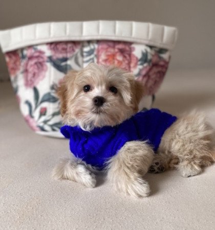 Maltipoo