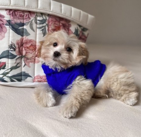 Maltipoo