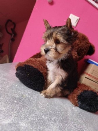 Yorkshire terrier
