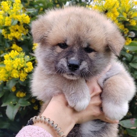 Akita-Inu