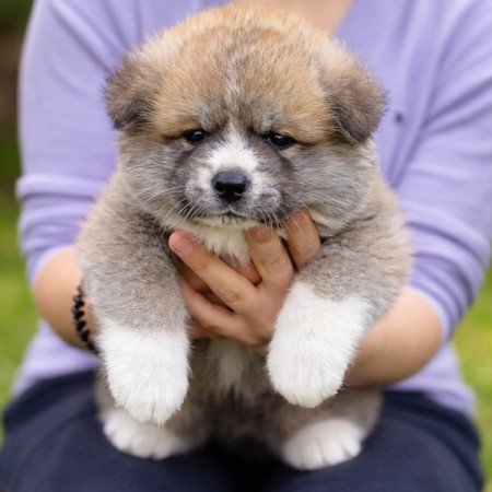Akita-Inu