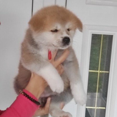 Akita-Inu