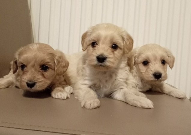 Maltipoo