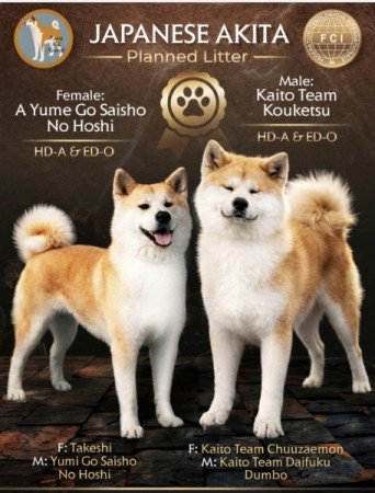 Akita-Inu