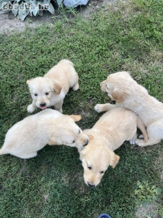 Golden Retriever kiskutyák