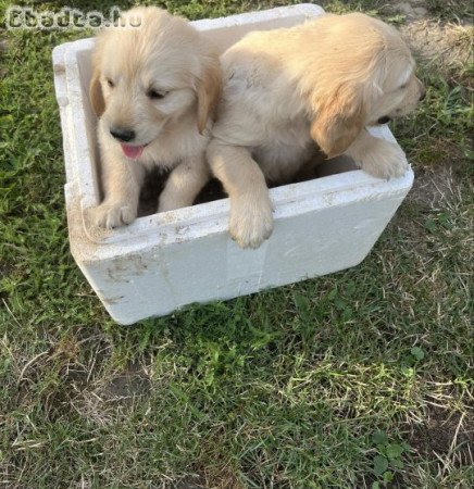 Golden Retriever kiskutyák