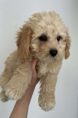 Maltipoo