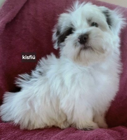 Bichon havanese
