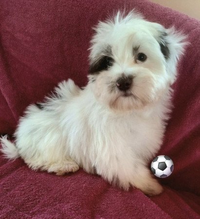 Bichon havanese