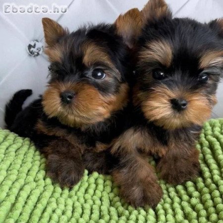 Yorkshire terrier kölykök