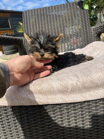 Yorkshire terrier
