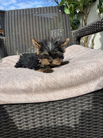 Yorkshire terrier
