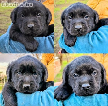 Labrador jellegű kiskutyák eladók