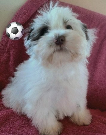 Bichon havanese