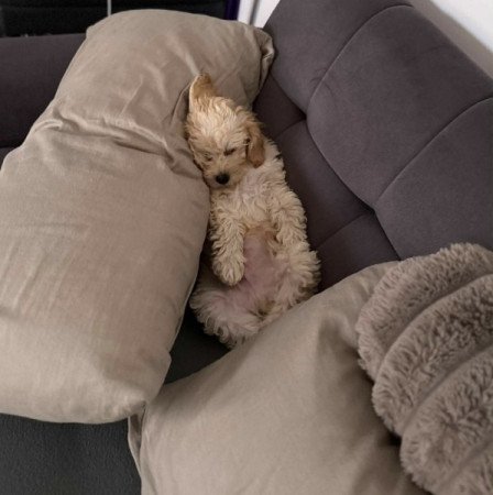 Maltipoo