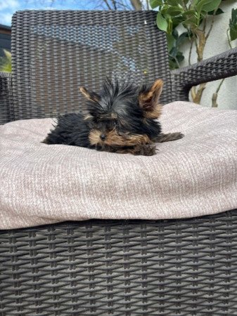 Yorkshire terrier