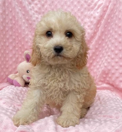 Maltipoo