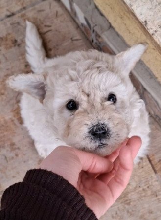 puli