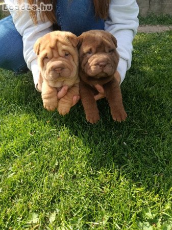 Shar Pei kölykók eladók!