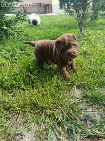 Shar Pei kölykók eladók!