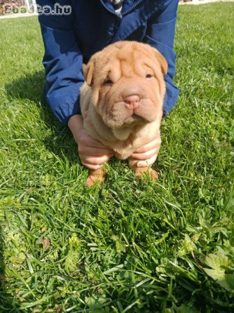 Shar Pei kölykók eladók!