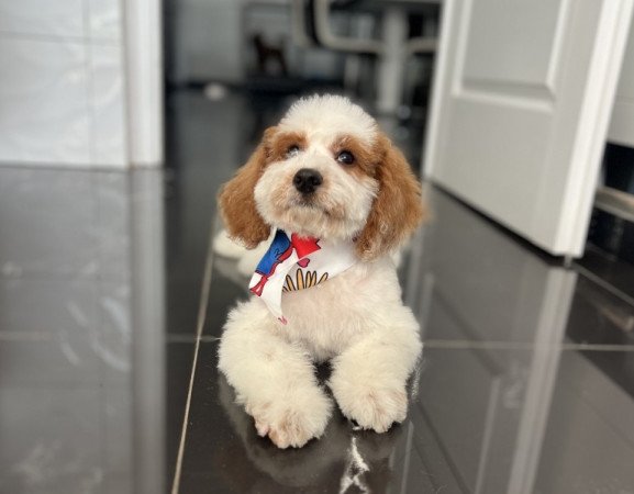 Cavapoo - törpe Uszkár
