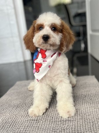 Cavapoo - törpe Uszkár