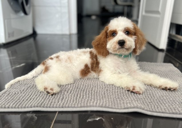 Cavapoo - törpe Uszkár