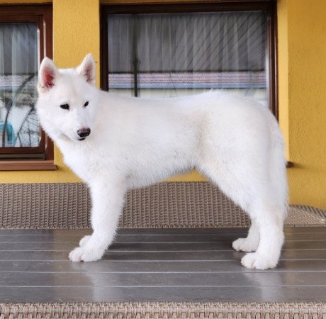 Szibériai Husky