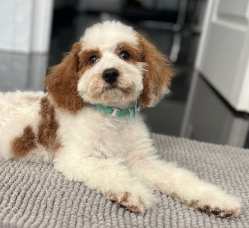 Cavapoo - törpe Uszkár