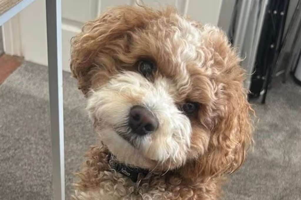 Szétmarcangolták a nőt védő kutyát