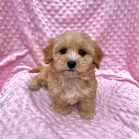 Maltipoo