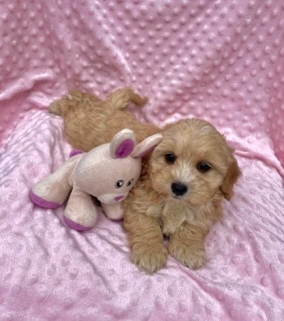 Maltipoo