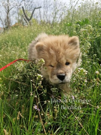 Gazdit keres Csau-csau fekete és vörös kislány