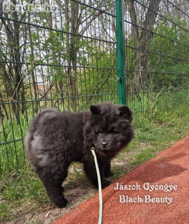 Gazdit keres Csau-csau fekete és vörös kislány