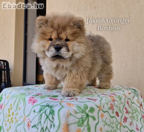 Gazdit keres Csau-csau fekete és vörös kislány