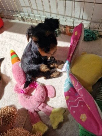 Yorkshire terrier