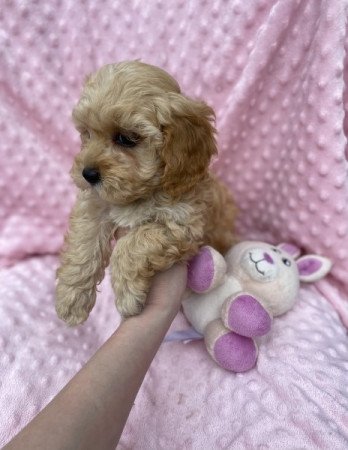Maltipoo