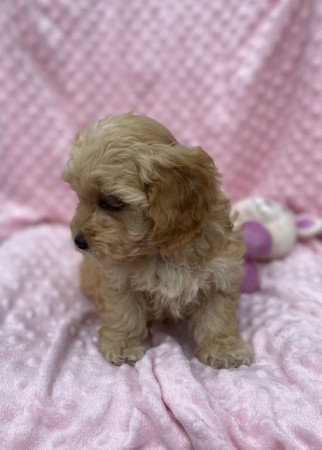 Maltipoo