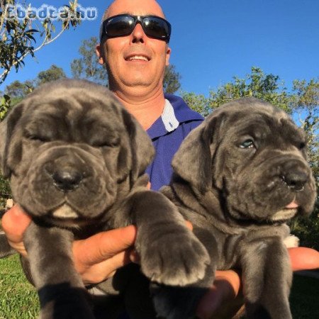 Cane corsos for sale registered and trained