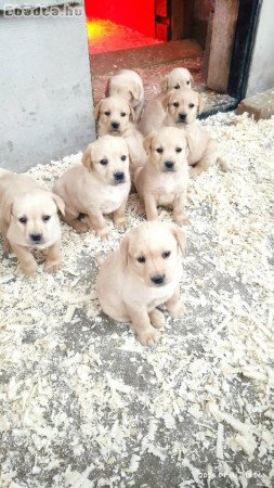 labrador retriever kiskutyák