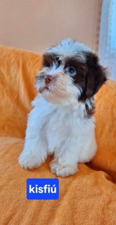 Bichon havanese