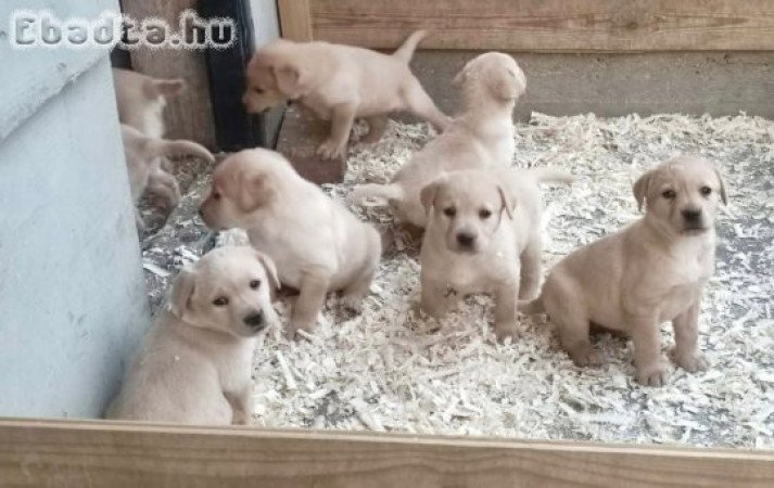 labrador retriever kiskutyák