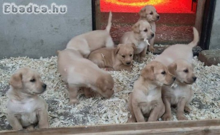 labrador retriever kiskutyák