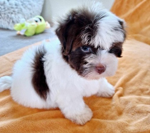 Bichon havanese