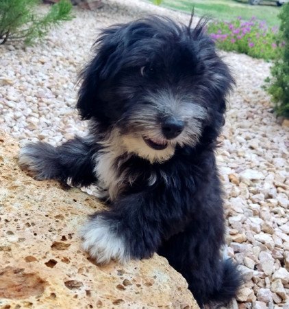 Bichon Havanese