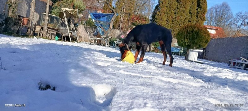 Dobermann